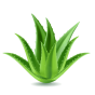 cropped-—Pngtree—3d-realistic-aloe-vera-plant_7966640.png