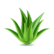 —Pngtree—3d realistic aloe vera plant_7966640